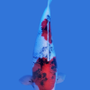 Gin Rin Showa Koi Fish
