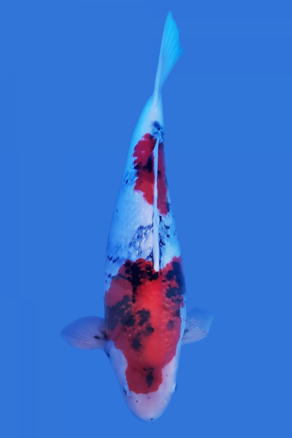 Gin Rin Showa Koi Fish