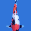 Gin Rin Showa koi fish