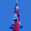 Doitsu Showa Koi Fish