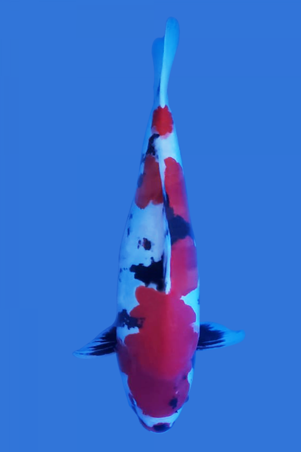 Doitsu Showa Koi Fish