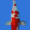 Doitsu Kohaku
