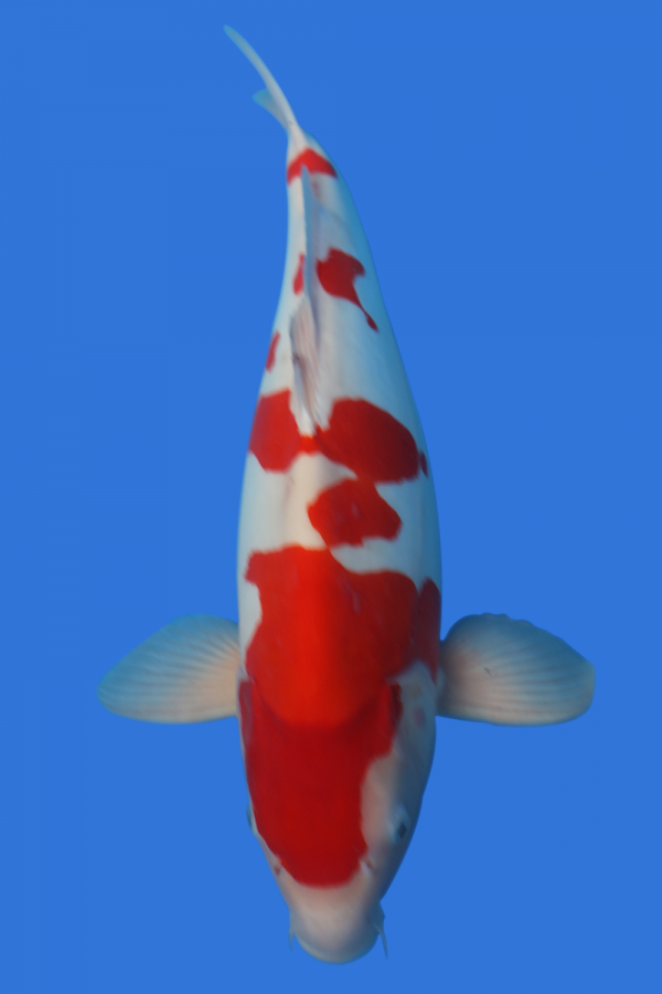 Doitsu Kohaku