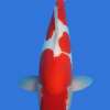 Doitsu Kohaku