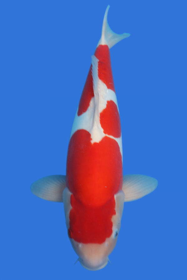 Doitsu Kohaku