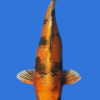 Tancho Showa