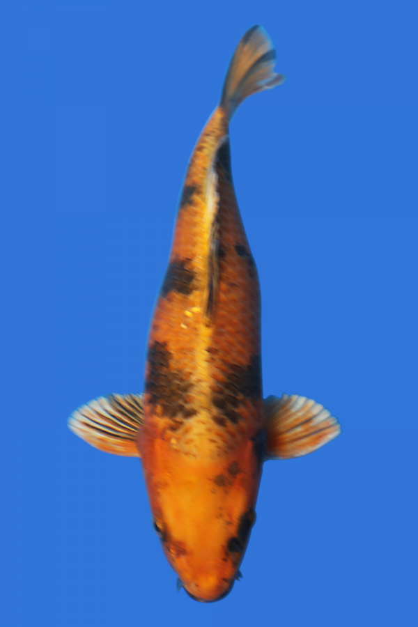 Tancho Showa