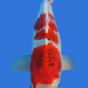 Goromo