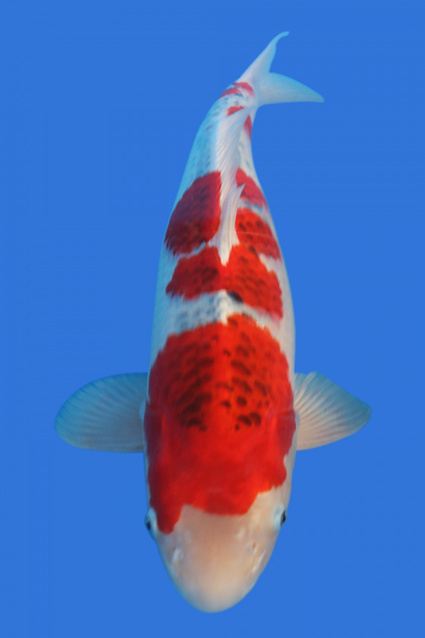 Goromo