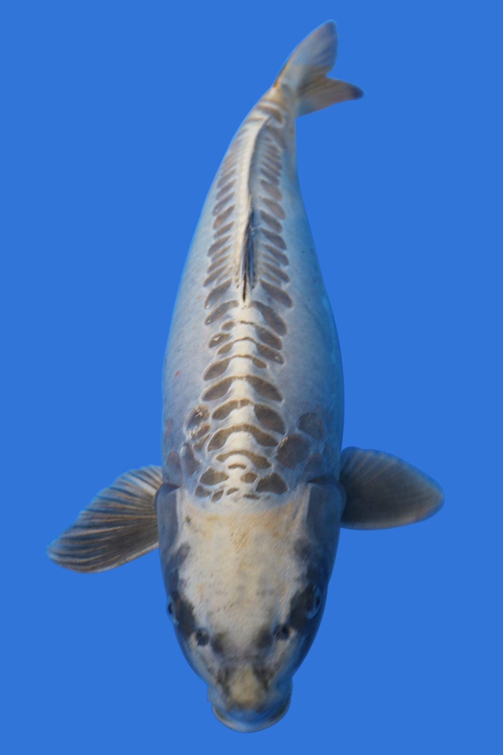 DoMeGe　koi-hotaru fusion Stunning Kin Kabuto 🏆 #japanesekoi #koifish #koi