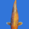 Ki Utsuri
