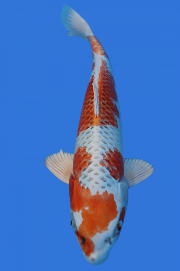 Kujaku