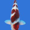 Goromo