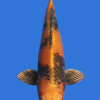 Ki Utsuri