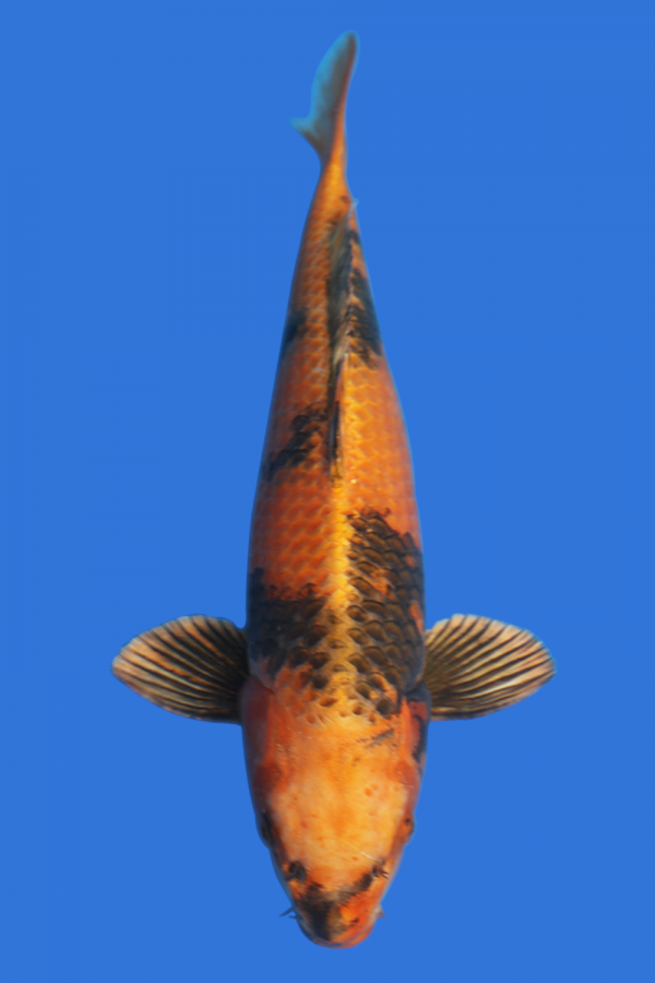 Ki Utsuri