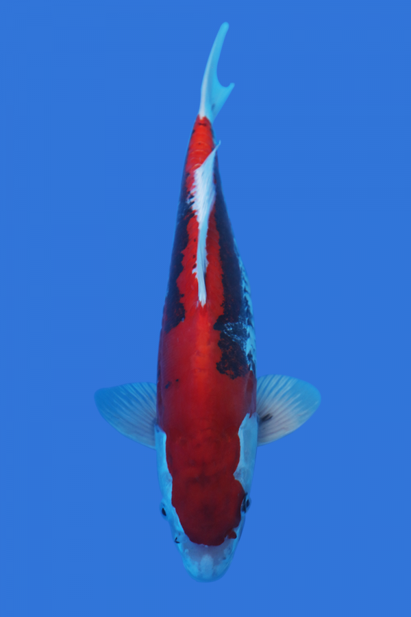 Beni Kumonryu