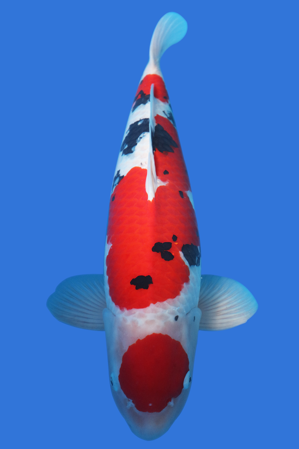 Maruten Sanke- SOLD - Grand Koi, LLC
