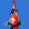 Kanoko Showa