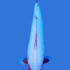 Yuki Asagi Koi Fish