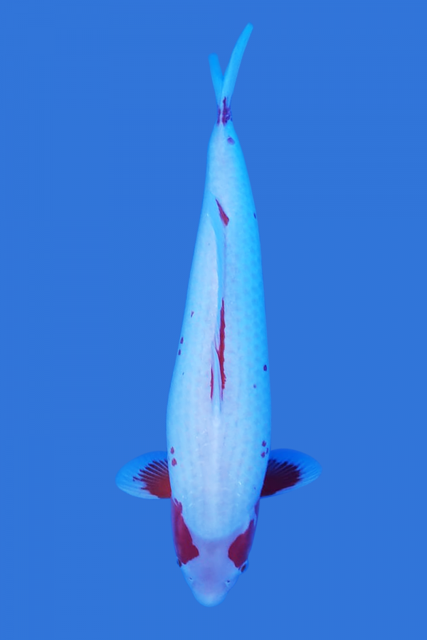 Yuki Asagi Koi Fish