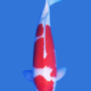 Kohaku