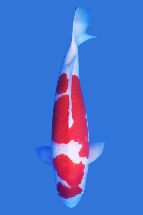 Kohaku