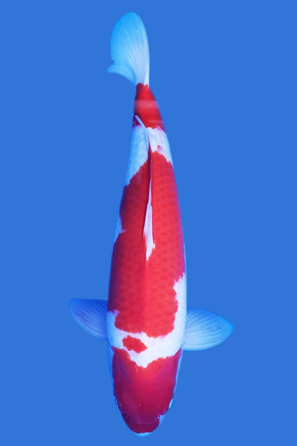 Kohaku