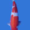 Kohaku