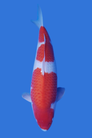 Kohaku