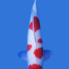 Maruten Kohaku