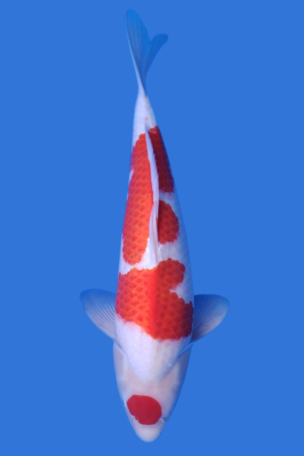Maruten Kohaku
