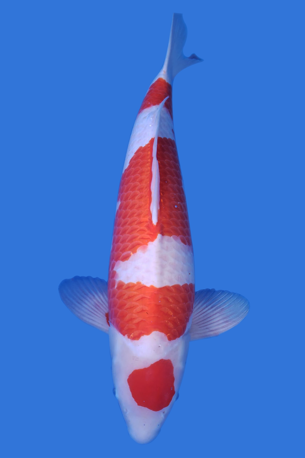 Maruten Kohaku