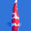 Kohaku