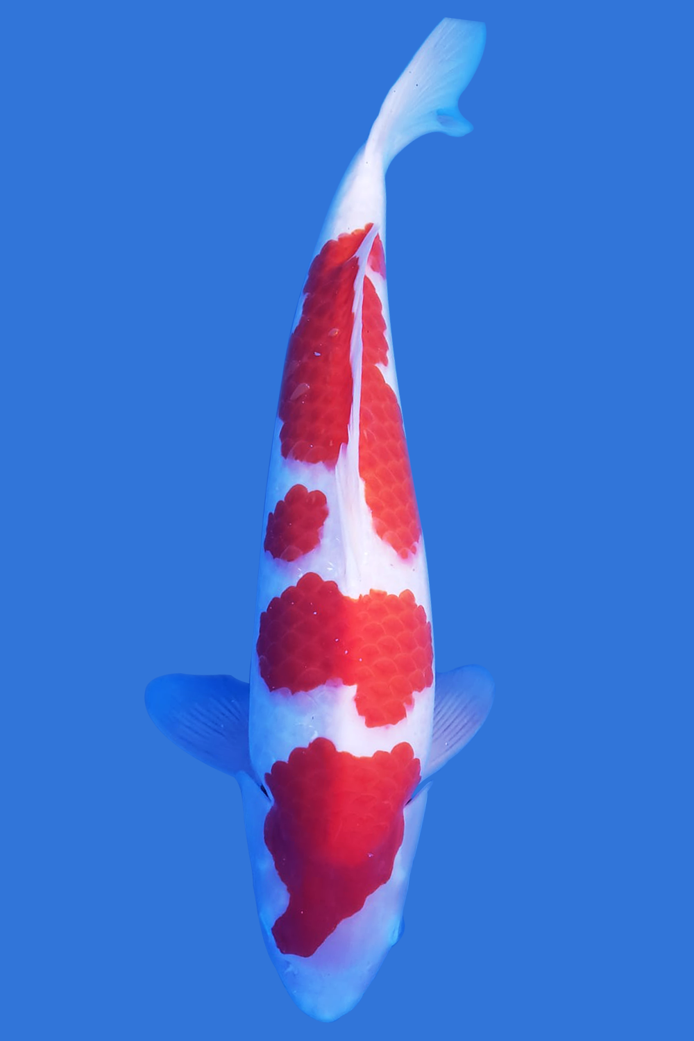 Kohaku
