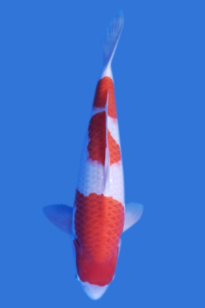 Kohaku