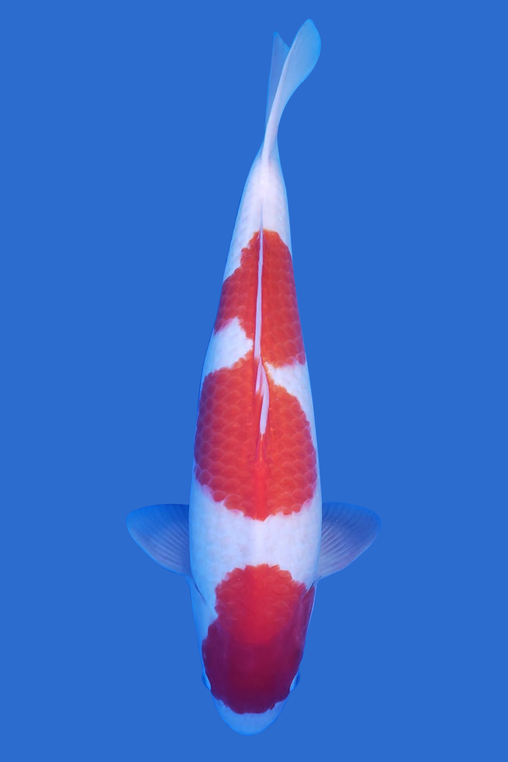 Kohaku