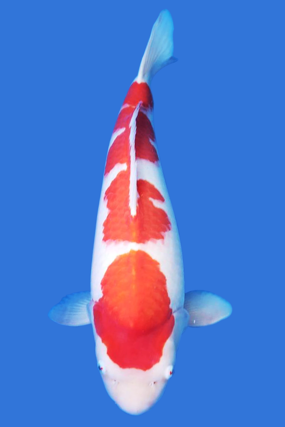 Kohaku