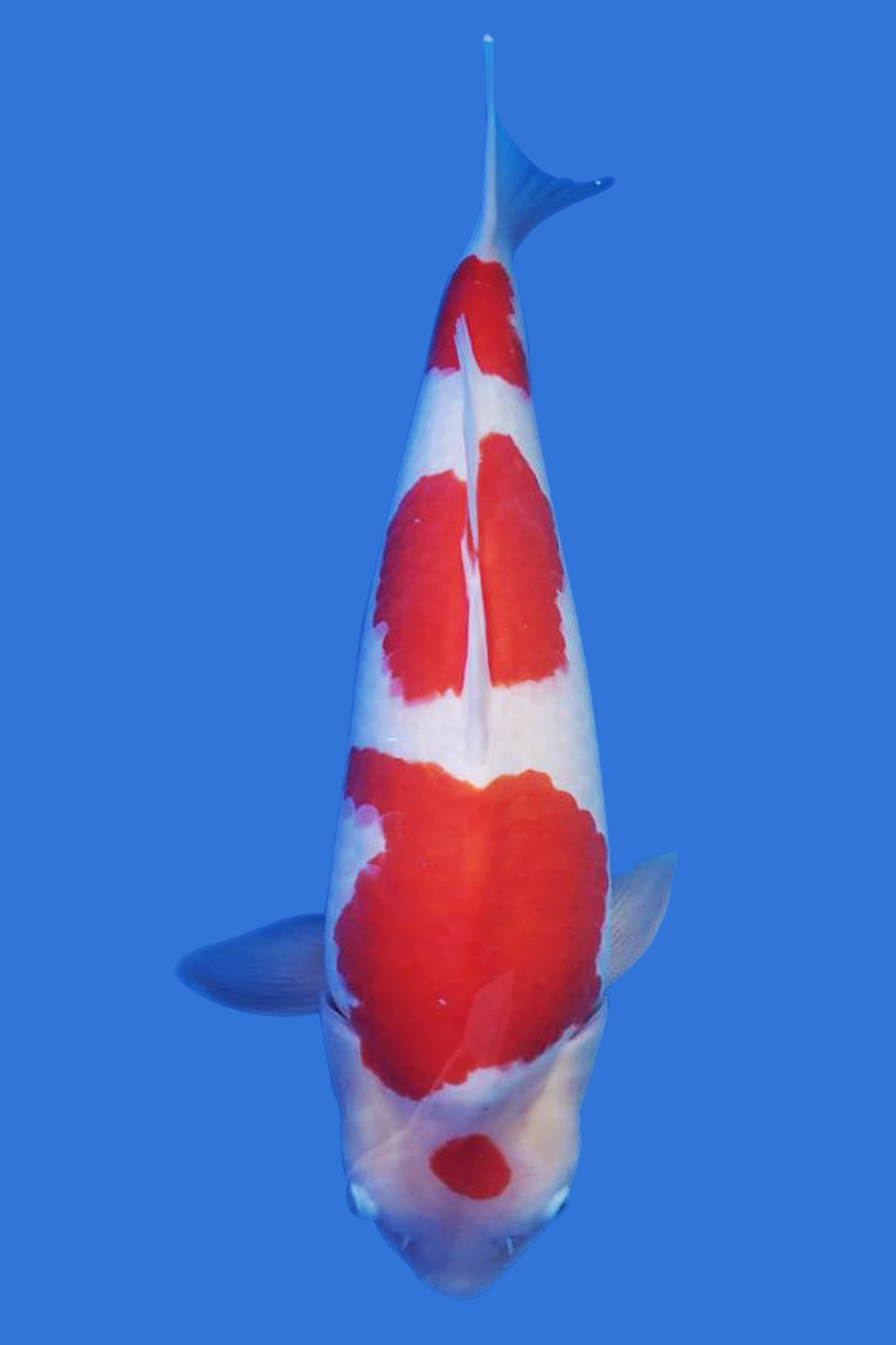 Maruten Kohaku