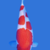 Kohaku
