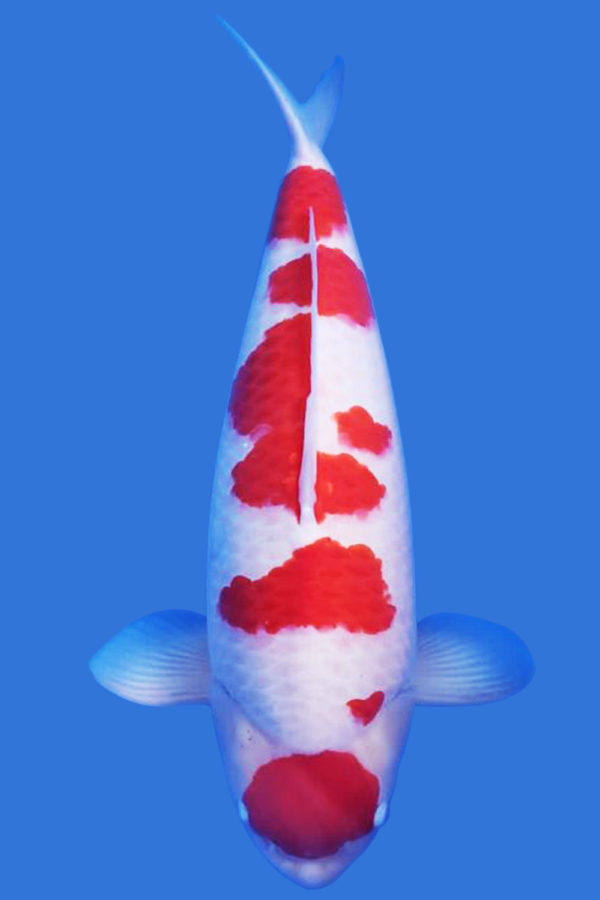 Maruten Kohaku- SOLD - Grand Koi, LLC
