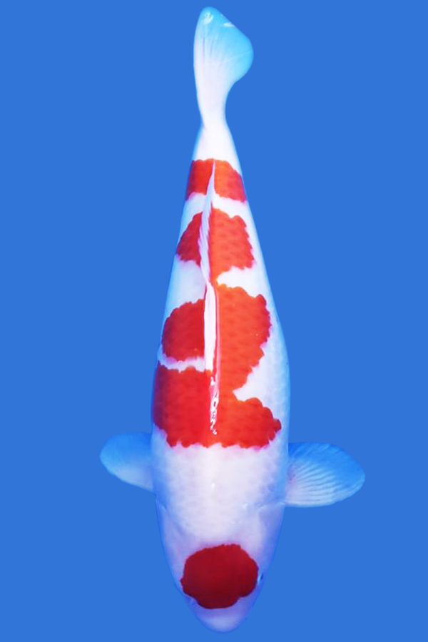 Kohaku koi for sale | Kohaku koi Fish | High Quality Kohaku for Sale