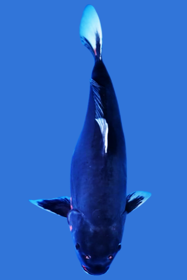 Beni Kumonryu