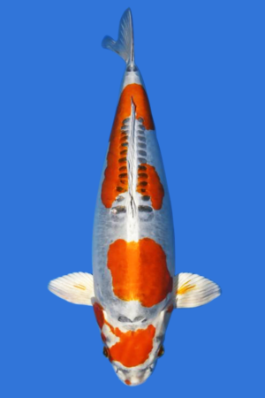 Beni Kikokuryu