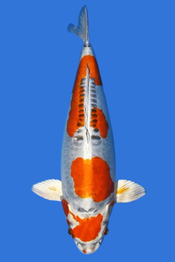 Beni Kikokuryu