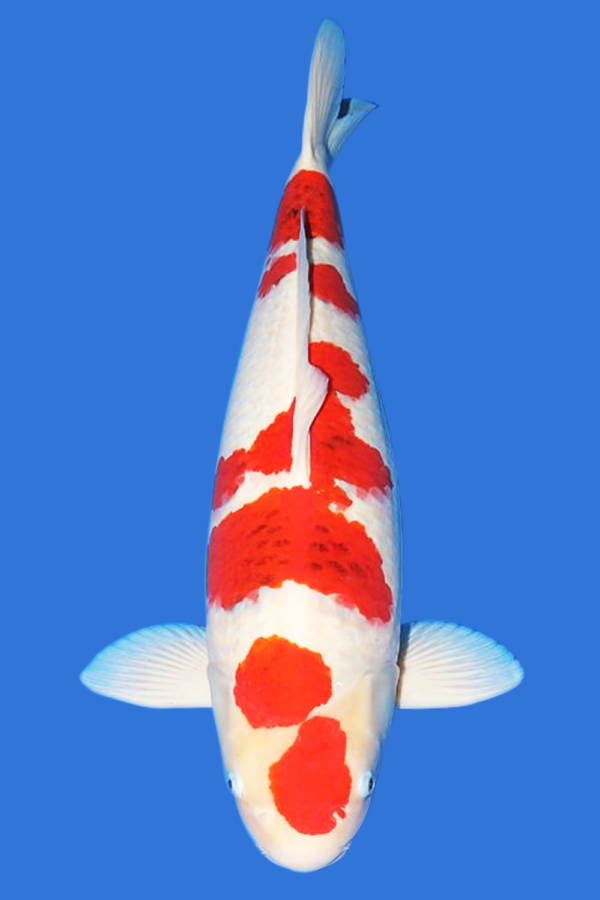 Goromo