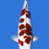 Goromo