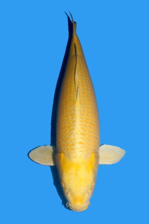 Yamabuki