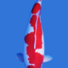 Maruten Kohaku