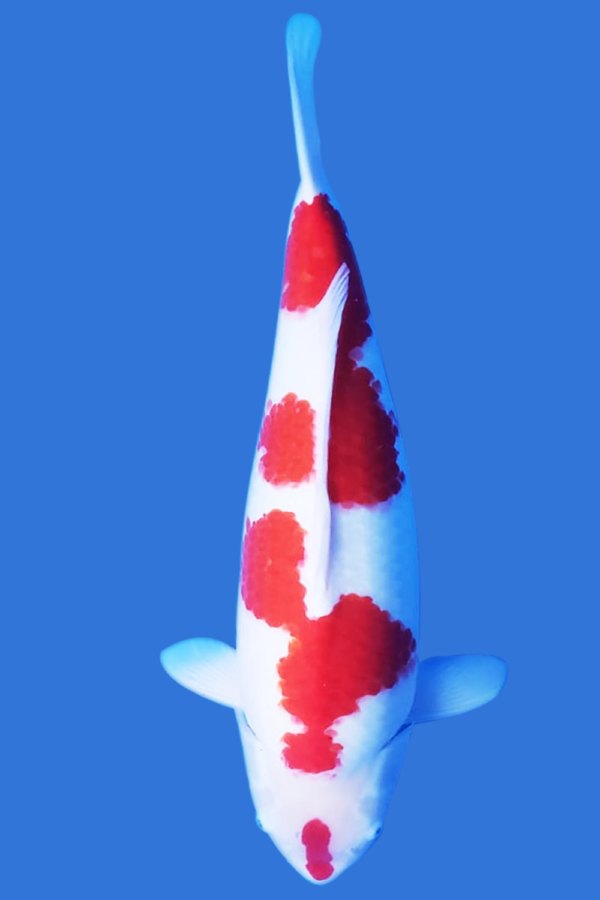 Kohaku