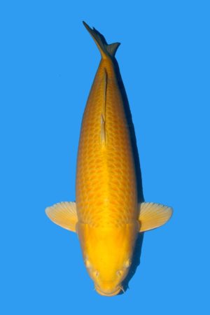 Yamabuki